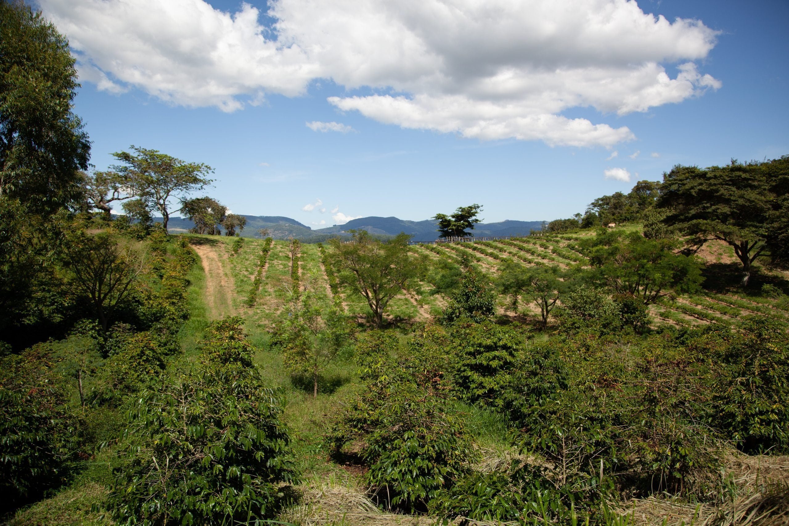 coffee farms growing fields of specialty grade coffee for sale